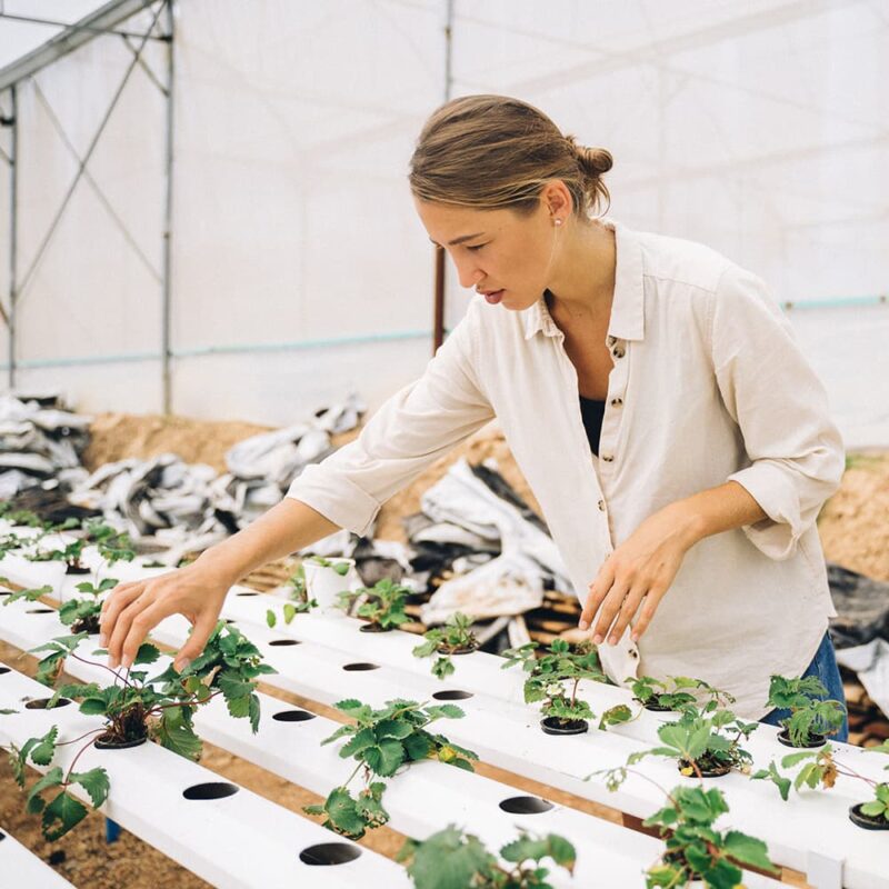 Una mujer con camisa clara cuida de unas plantas jóvenes que crecen en un sistema hidropónico dentro de un invernadero. Las plantas están colocadas en hileras de tubos blancos, y ella parece estar controlando o ajustando las pequeñas plantas.