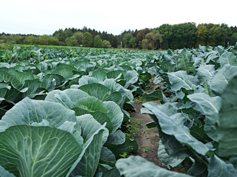 Photo of a row of cabbage at Visser Farms in Holland, Michigan.