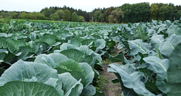 Field of cabbage.